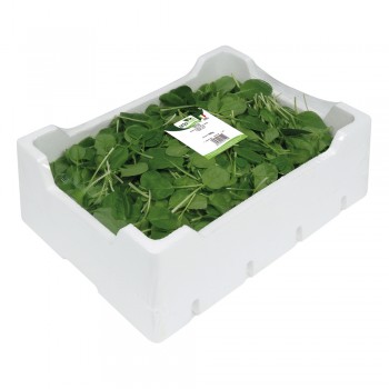 Tatsoi <br> 500/800/1000g