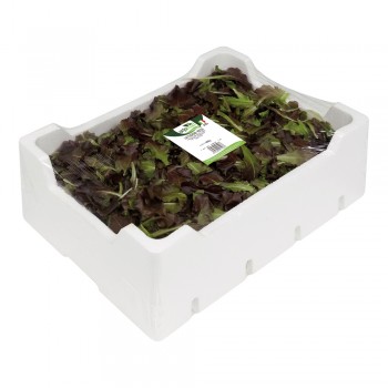 Lattughino Rosso <br> 500/800/1000g